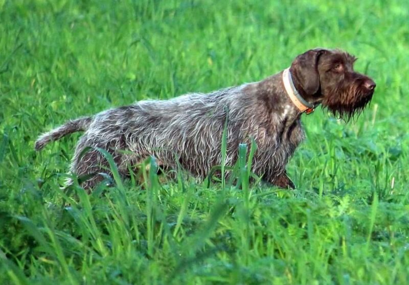 OZAC DU MONT D'ANCRE GRIFFON KORTHALS TRIALER ET CHAMPION FT PRINTEMPS